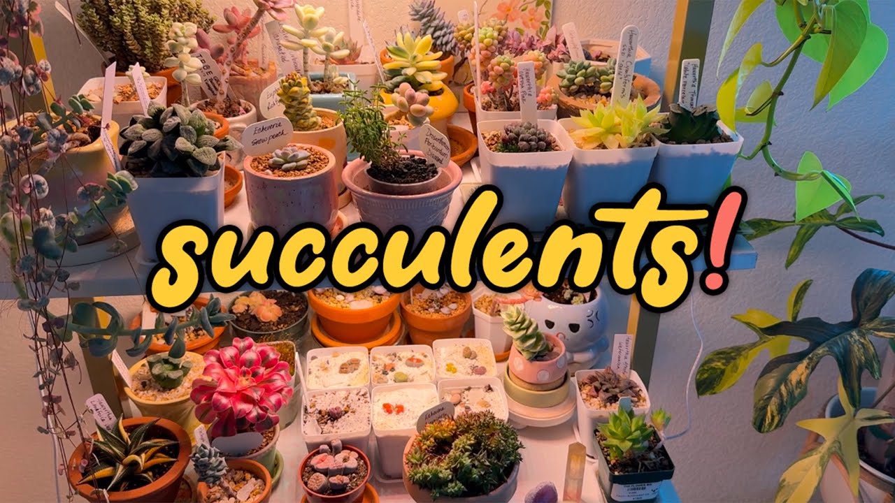 Plant Chores:  Cleaning Up The Succulent Collection :) | So Many Colorful Varieties!