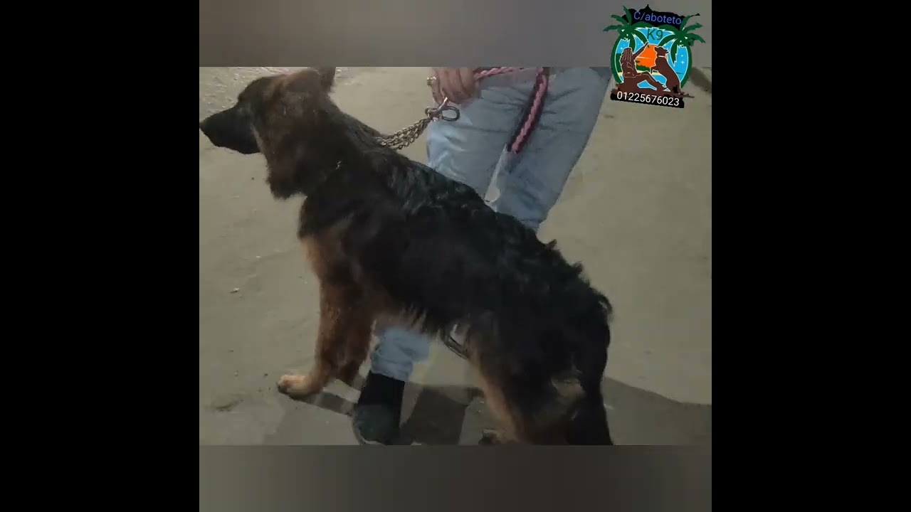 اختبار على الطريق لكلب جيرمن شيبرد لونج هير ومعرفه امكانياته