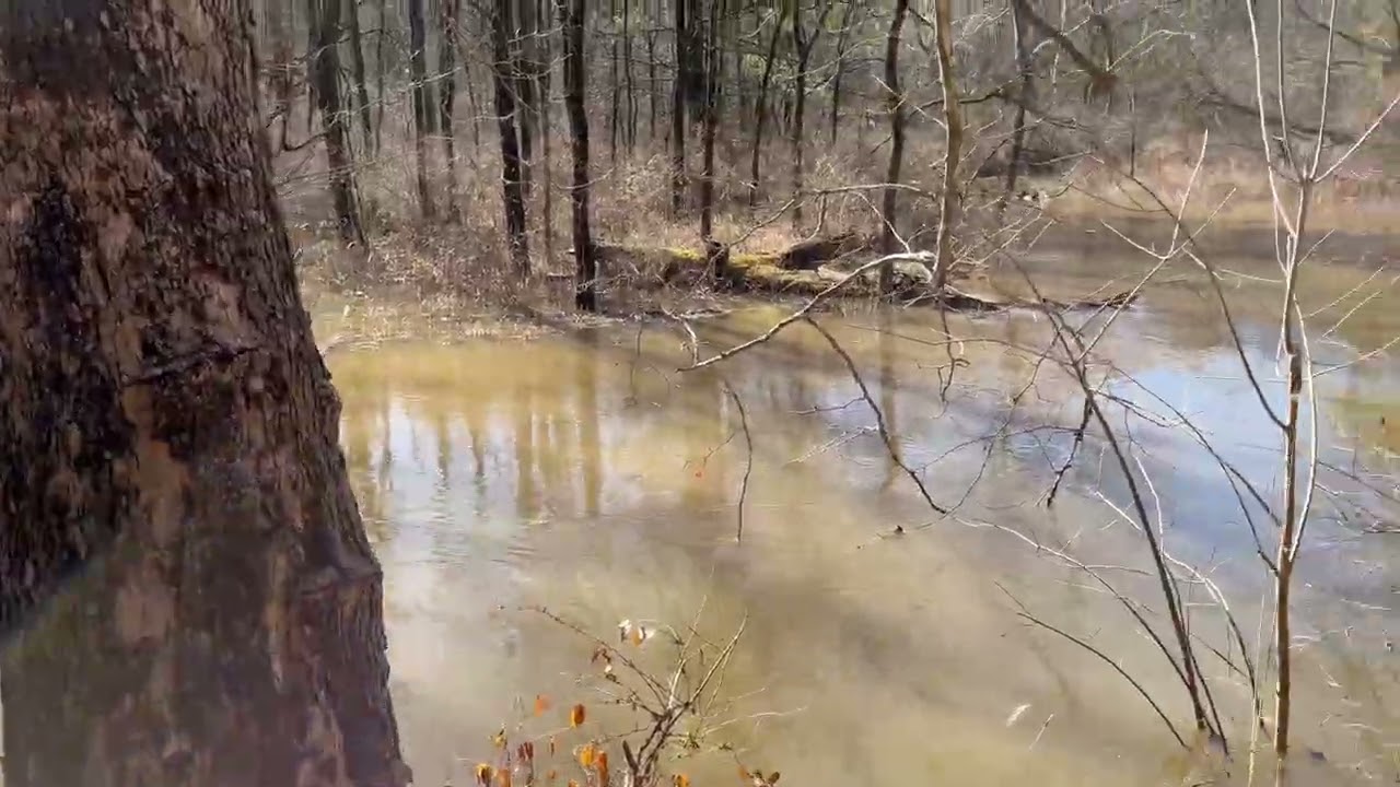 Looking for a Particular Pine Plantation