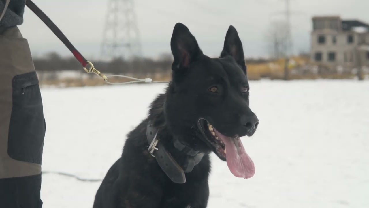 Trained Dutch Shepherd for Sale