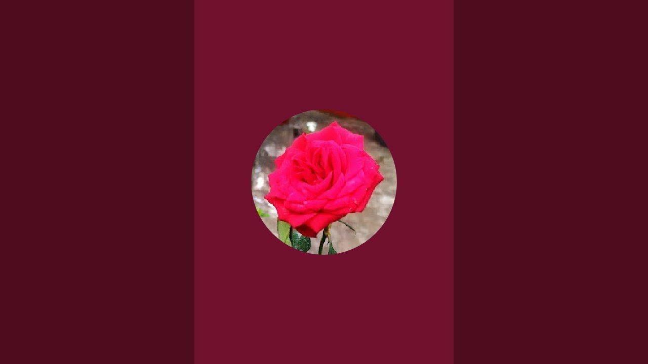 Gaya's lucky world is live good evening