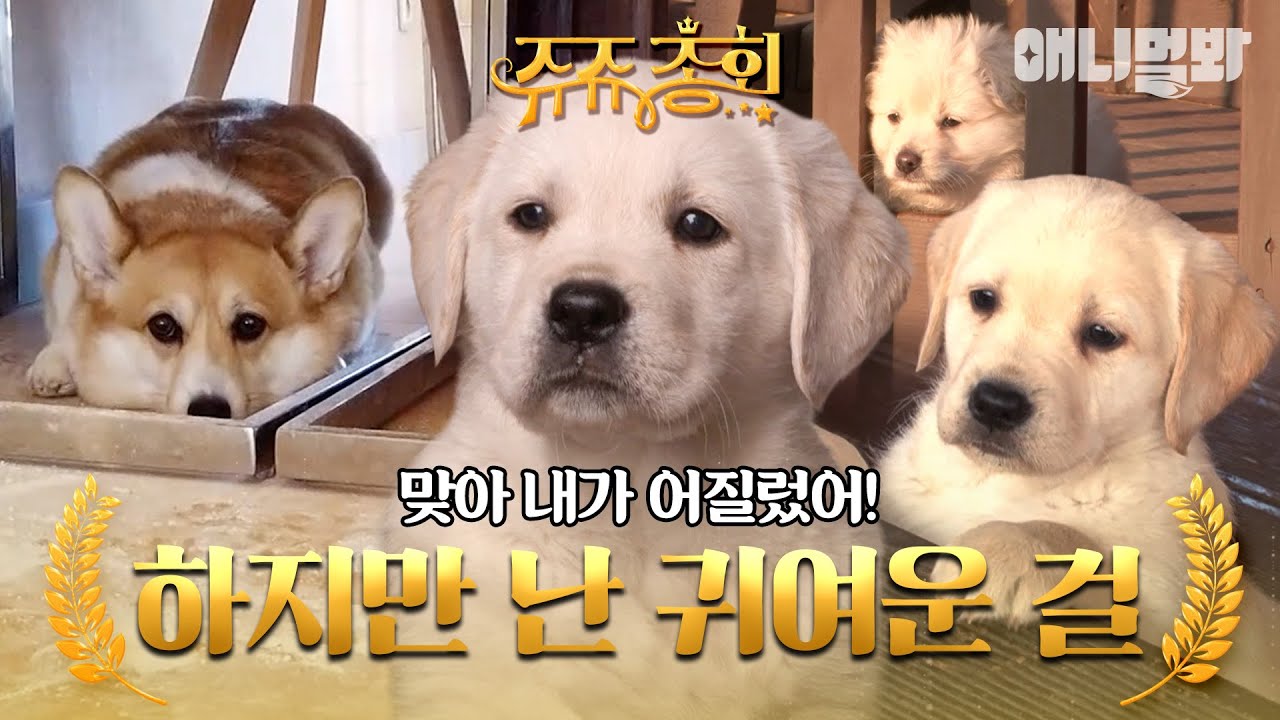 [#쥬쥬총회] 주인 스트레스 많이 받는다🐶 치우면서 귀여운 내 생각 많이 날 거야🥰 #TV동물농장 #AnimalFarm #애니멀봐