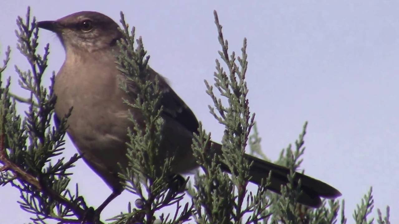 Northern Mockingbird in my yard.
