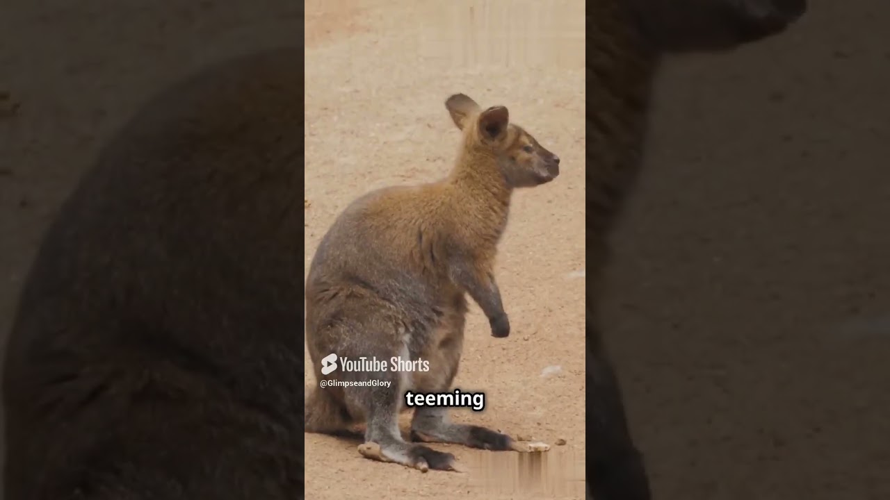 Unbelievable Secrets of Australia&rsquo;s Pinnacles Desert Revealed! 🌌 #shorts #ytshorts