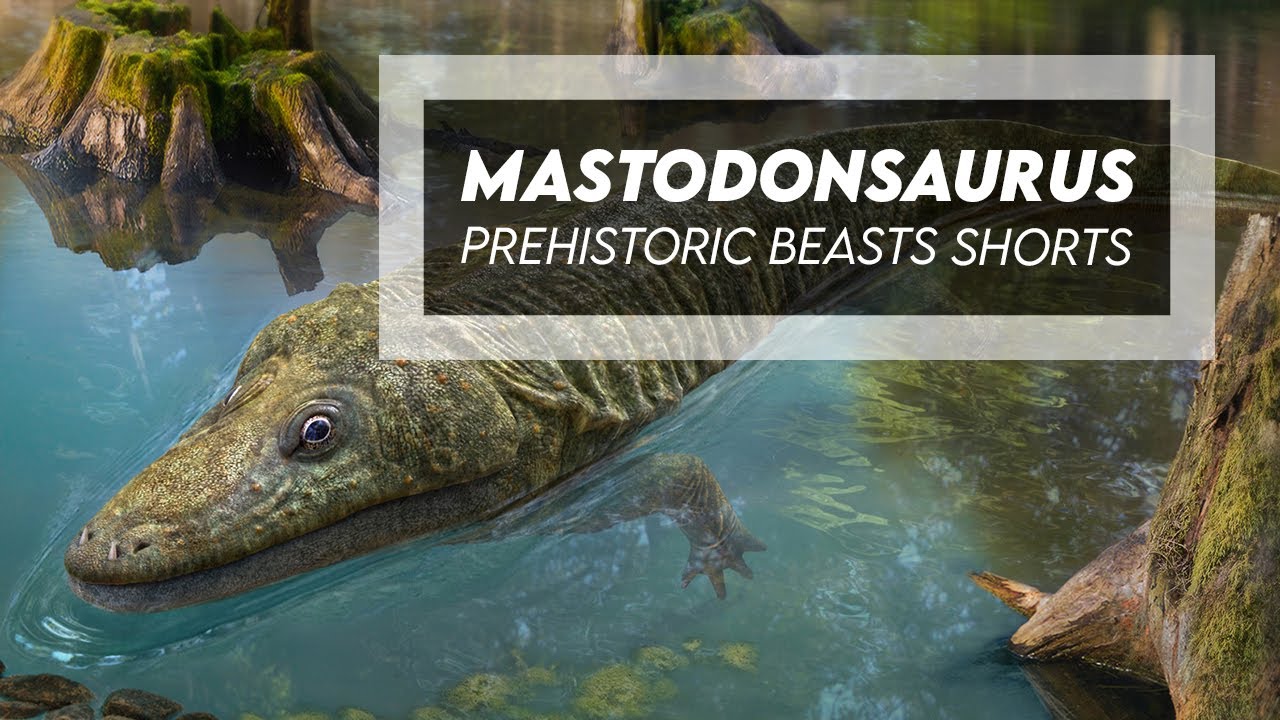 Mastodonsaurus - Enormous Ancient Amphibian