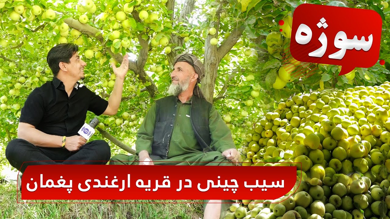 Sozha: Apple harvest in Arghandi village of Paghman / سوژه: سیب چینی در قریه ارغندی پغمان