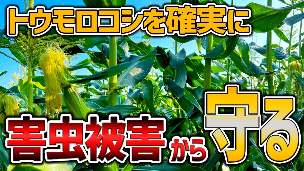 アワノメイガなどの害虫からトウモロコシを守る方法