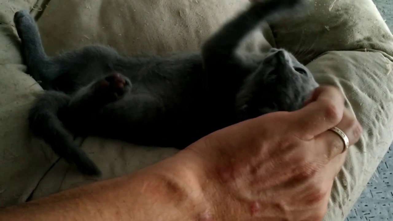 Petit Neptune, chaton bleu russe