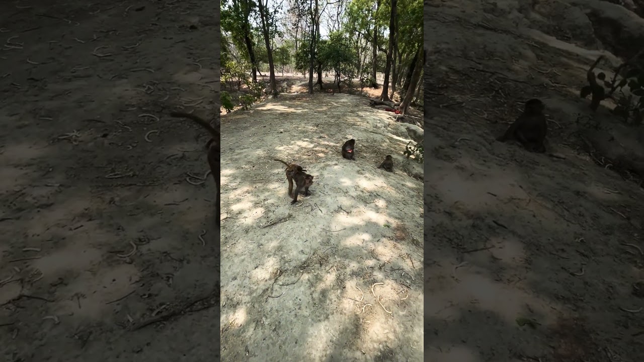 #song #hanumanmusic #post #needyanimals #animals #share #subscribe #superherohanuman #support #viwe