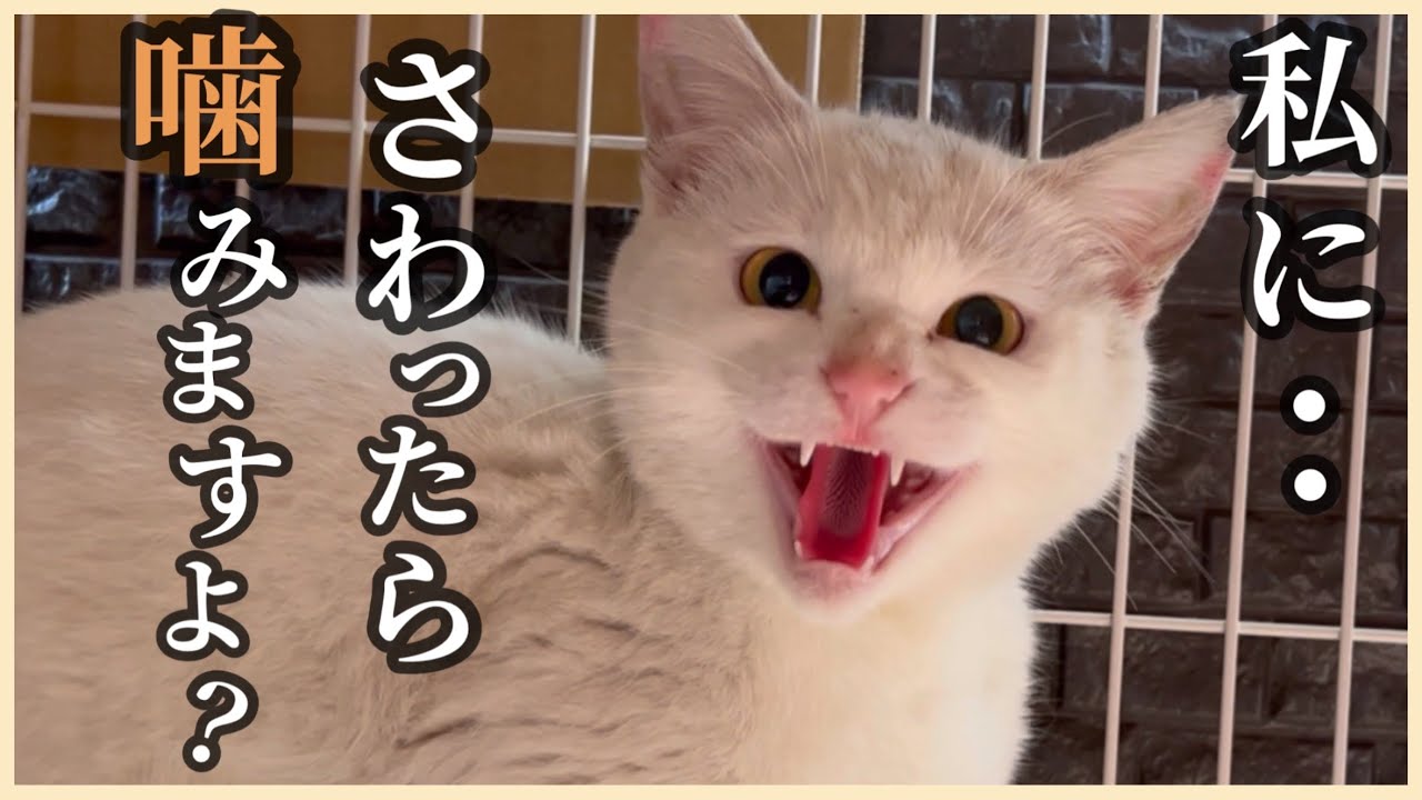 野良猫シロちゃん、家の中に入れます。