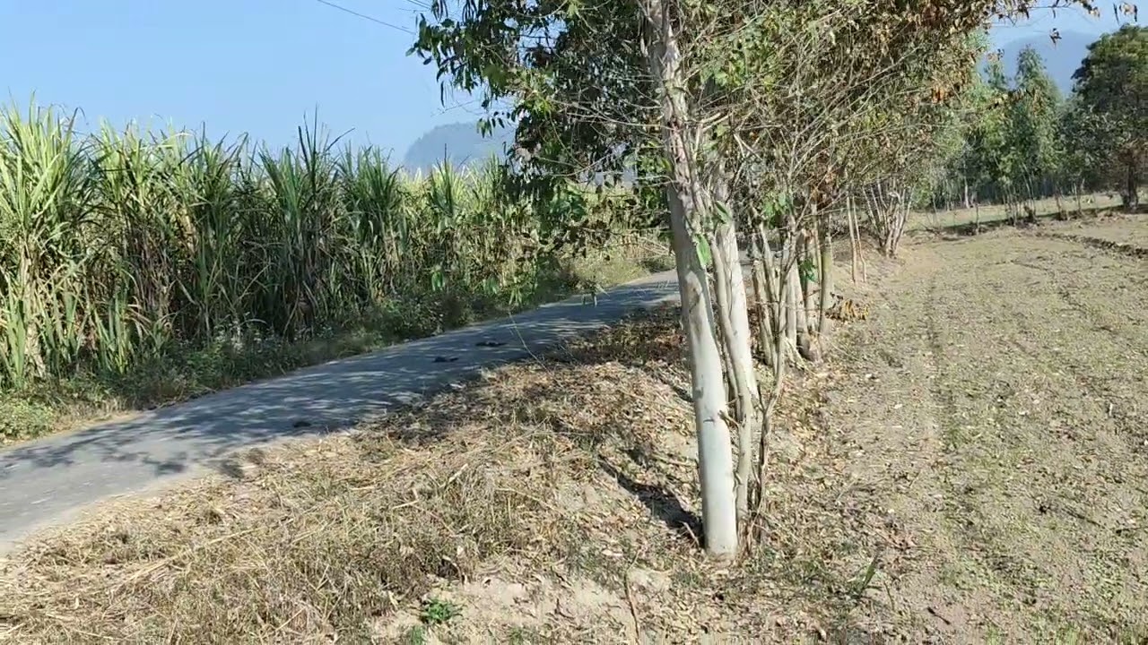 40 बीघा जमीन नगीना में खरीदने वाले संपर्क करें मॉब,8171311254,,7248015590