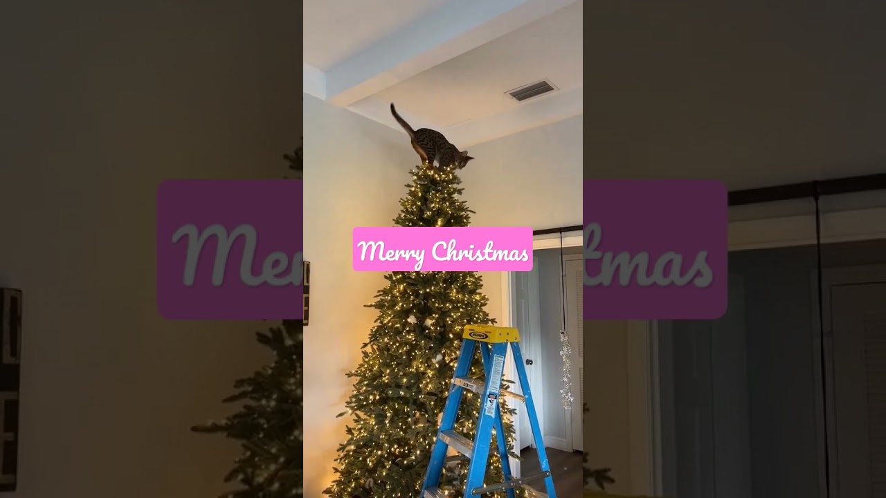 Help... Cat got Stuck on Top of Christmas Tree #cats #funnycats
