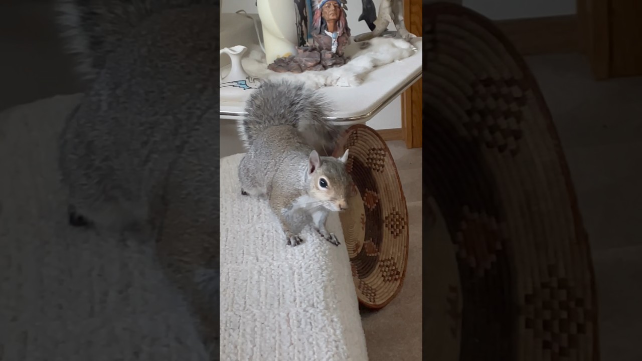 Squirrel Surprise Birthday Party! #shorts#squirrel#cute#funny#subscribe#@outandaboutwithgbunedited