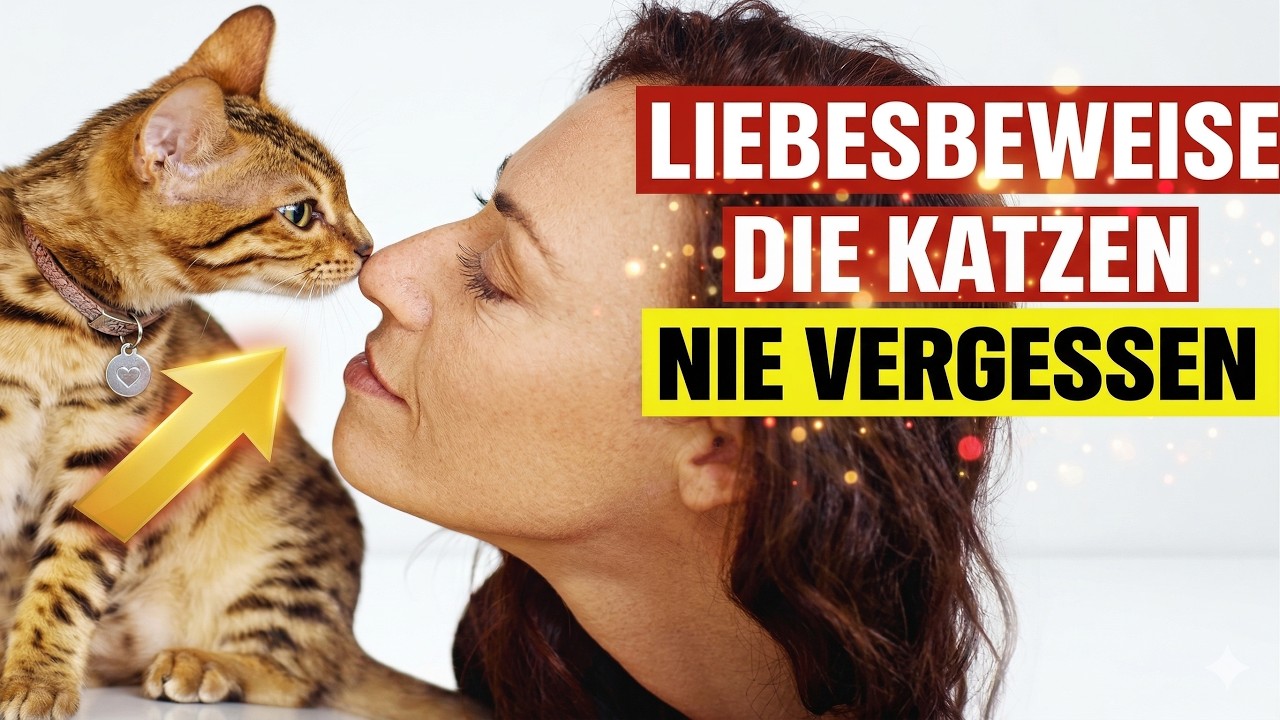 Hier sind 7 Beweise der Liebe, die deine Katze von dir erwartet (gibst du sie ihr?)