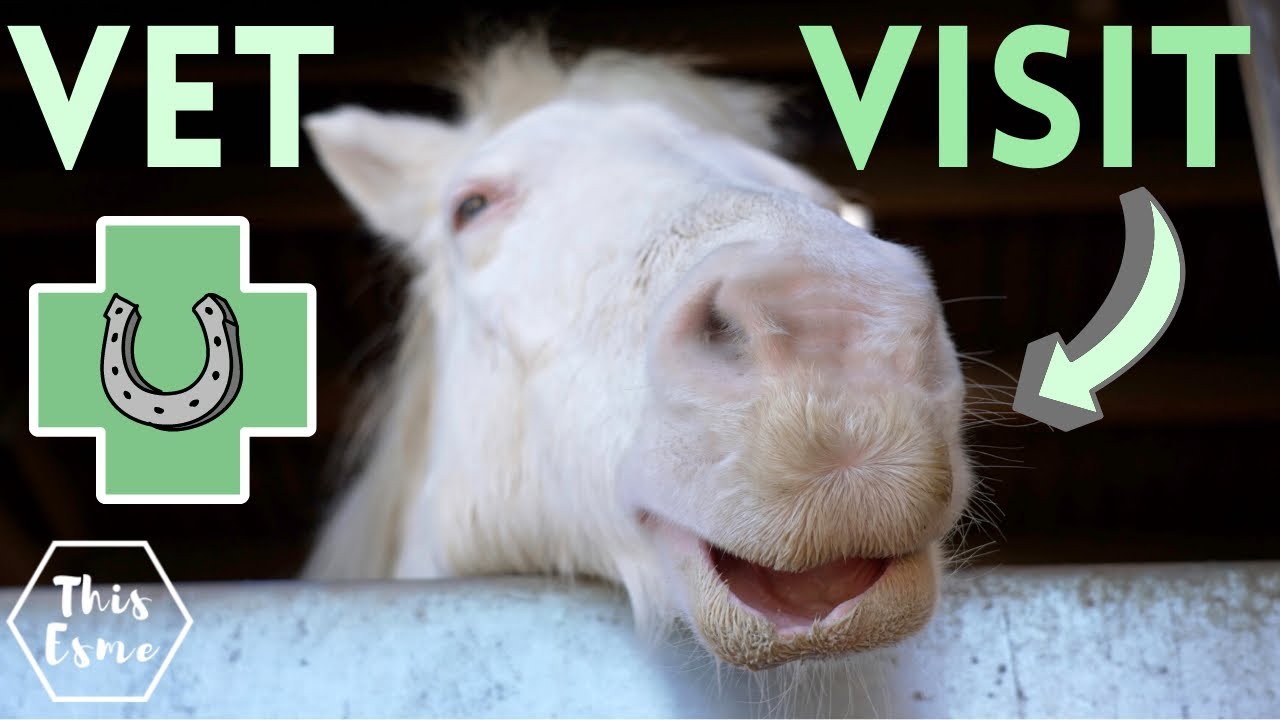 Vet Visit..