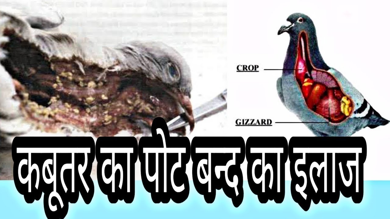 Kabutar ke Pot Band Hone Ka Ilaj