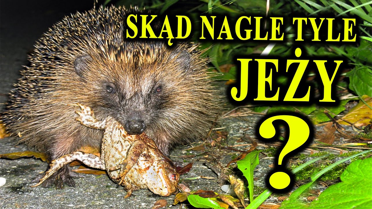 Jesienna Inwazja JEŻY - Co To Za Zjawisko?
