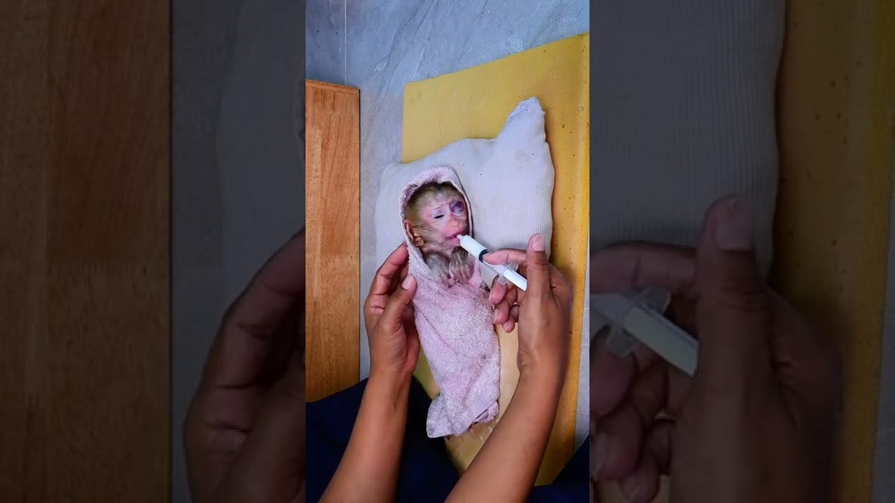 Pity baby monkey fifa sick