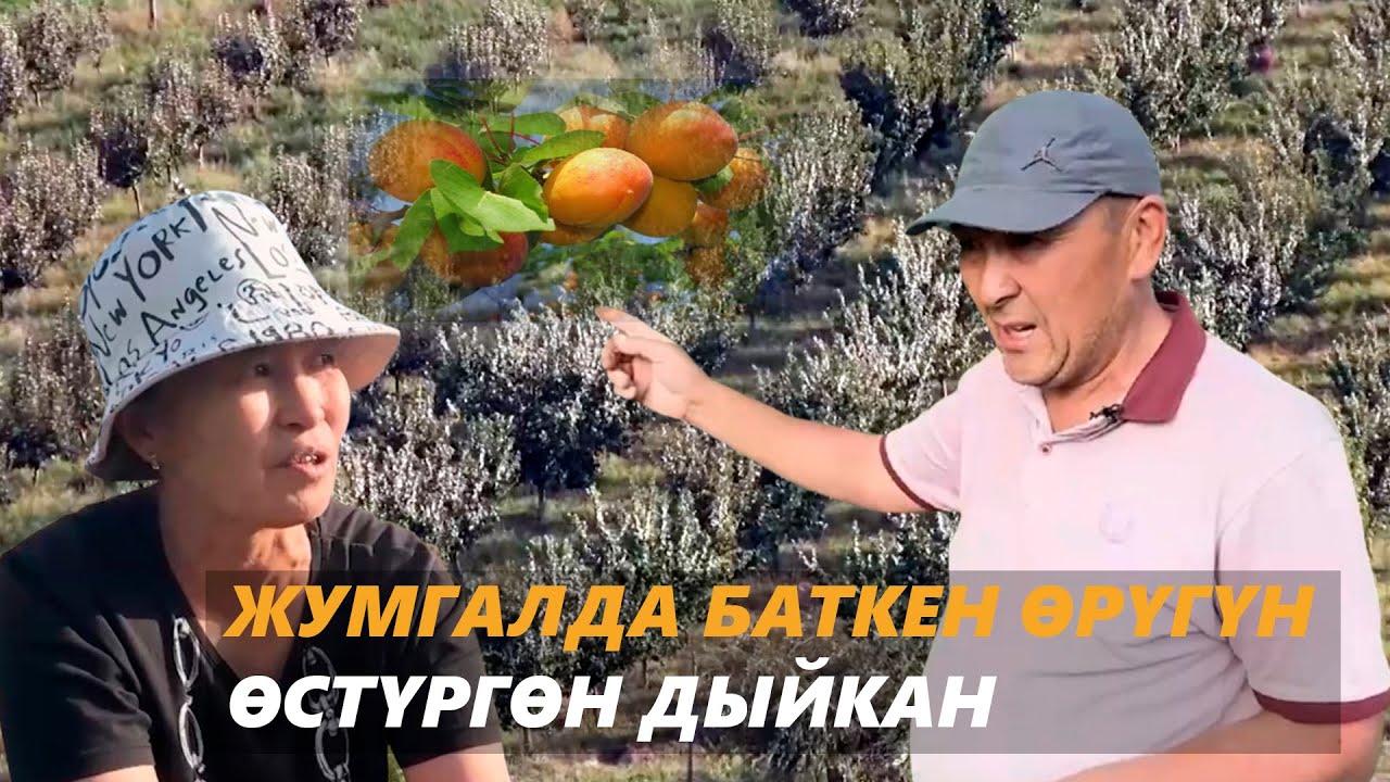 Жумгалда Баткен өрүгүн өстүргөн дыйкан | 