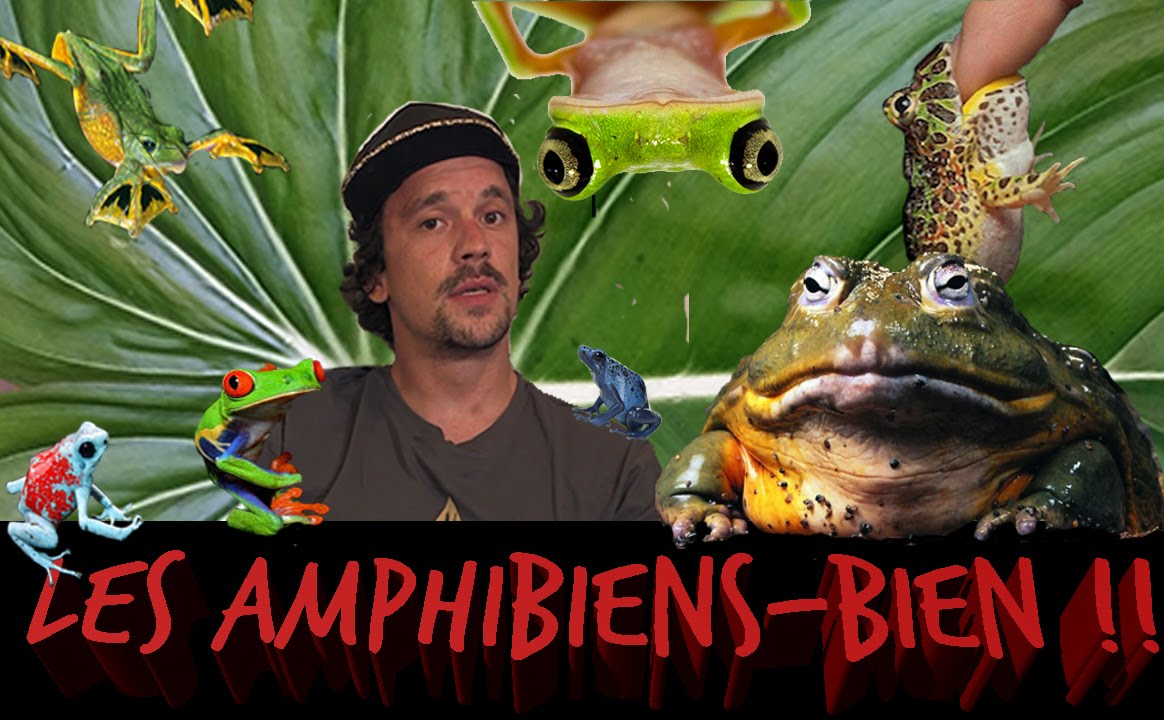 LES AMPHIBIENS BIEN BIEN  LES GRENOUILLES QUOI - TOOPET