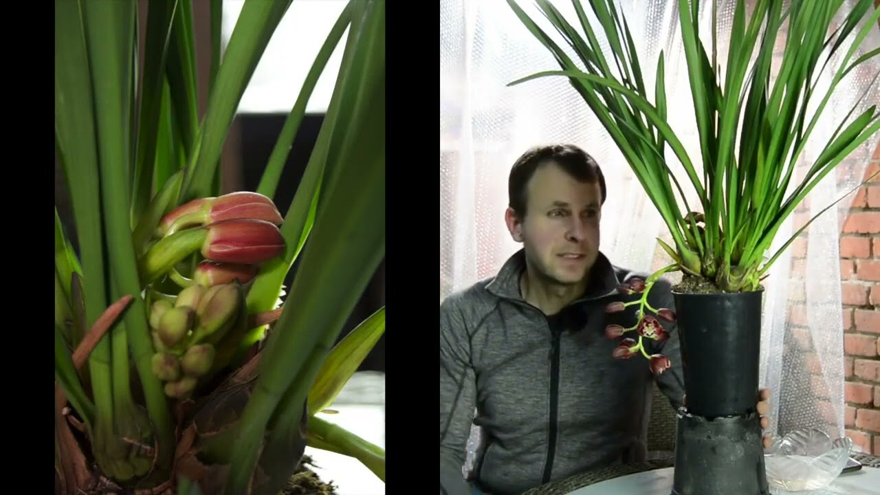 Découvrez la magnifique orchidée Cymbidium Cascade Prem en fleur