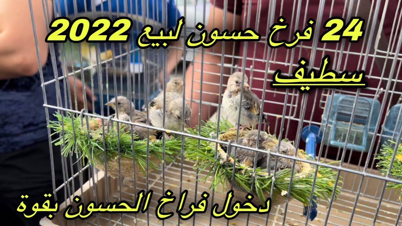 دخول فراخ الحسون وبقوة اليوم بسوق سطيف 2022