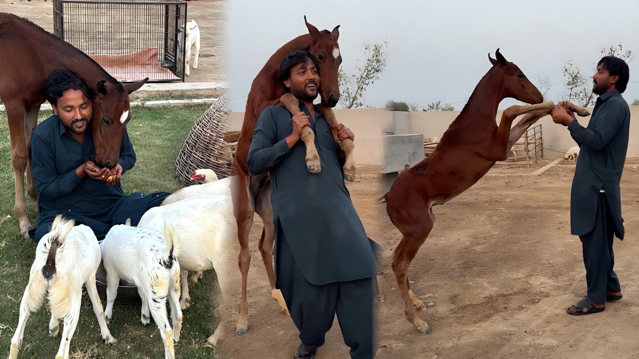 Sarpanch Ka Aisa Andaz Jisne Sab Ka Dil Jeet Liya