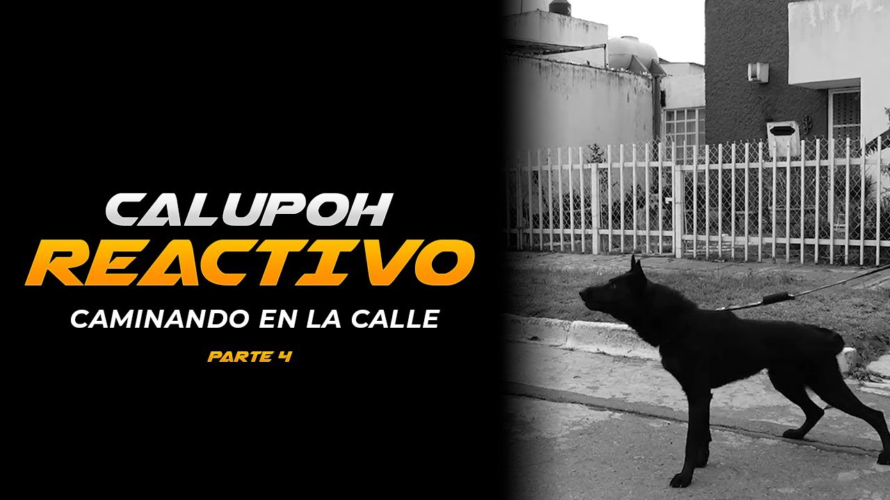 CALUPOH REACTIVO, sale a la CALLE, PARTE 4