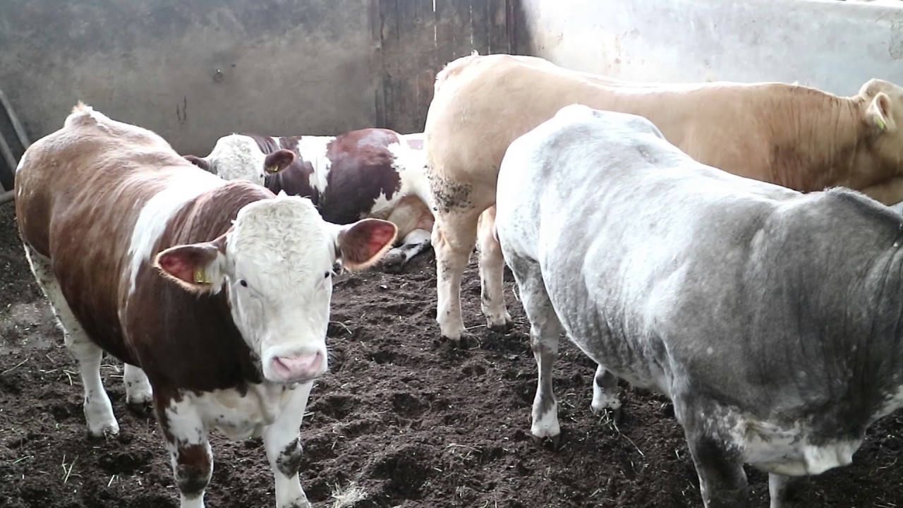 Dairy crosses not the answer for suckler herd - ICBF