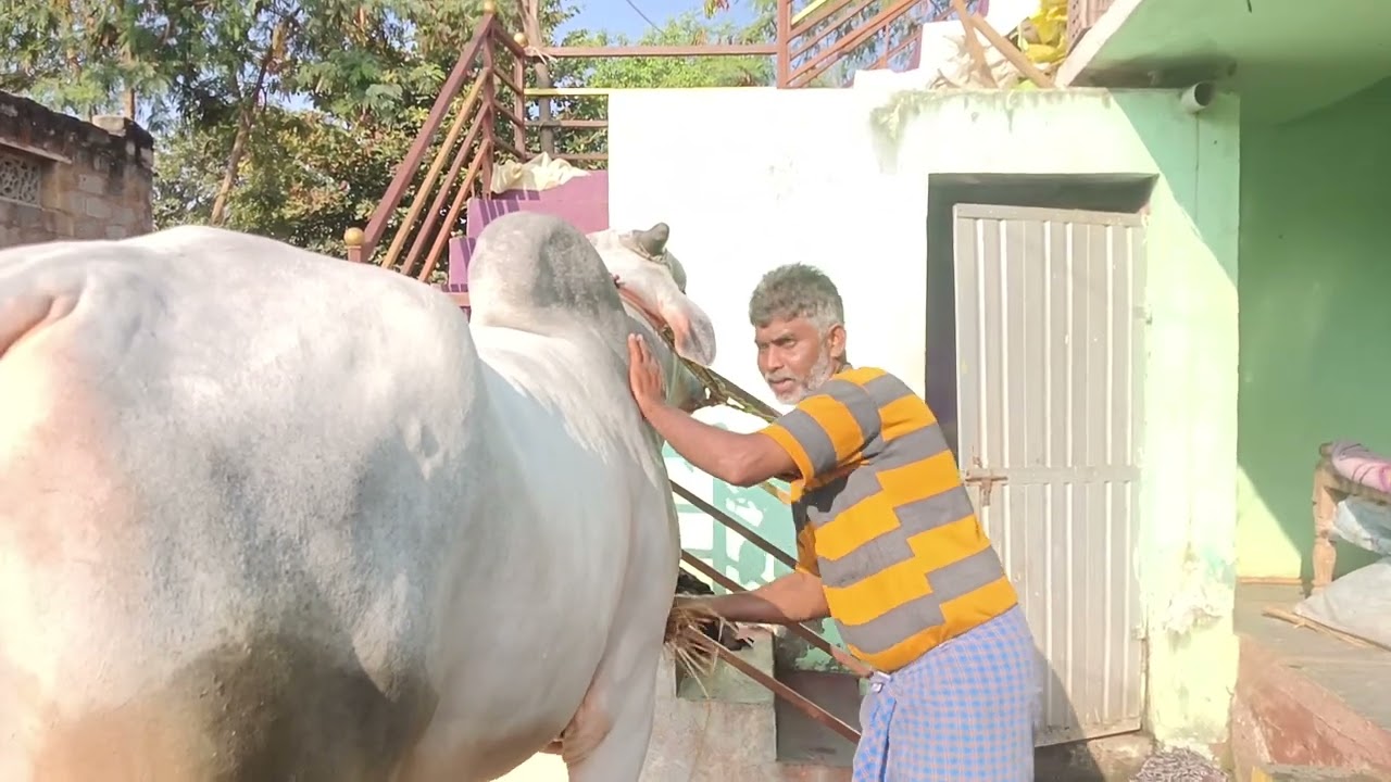 బండ లాగటం ప్రాక్టీస్ తర్వాత ఎద్దుల క్లీనింగ్ 