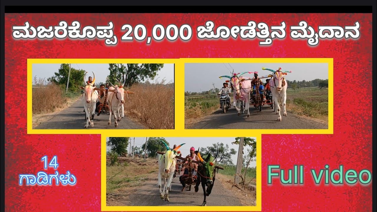 ಮಜರೆಕೊಪ್ಪ 20,000 ಜೋಡೆತ್ತಿನ ಜನರಲ್ ಮೈದಾನ. Majarekoppa jodettina general maidan, majarekoppa  race