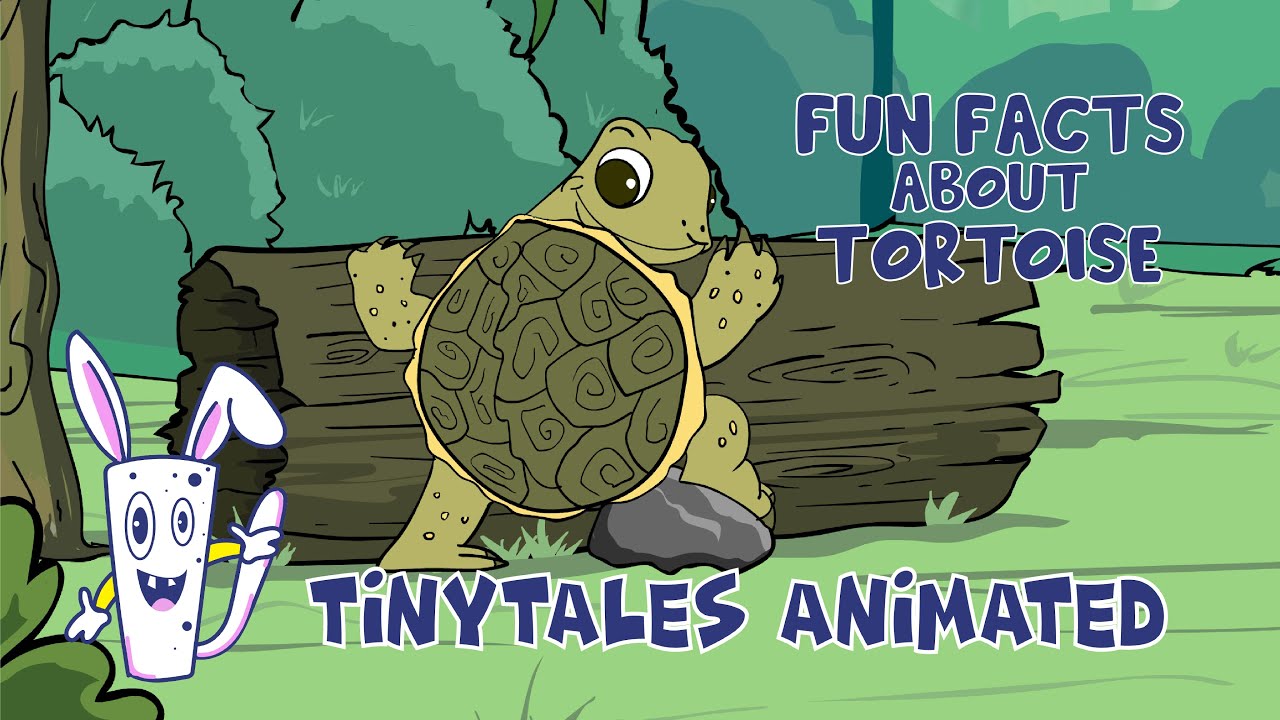 Let's know the animal | Tortoise Facts for Kids | Fun Learning Video for Kids | Tinytales Animated