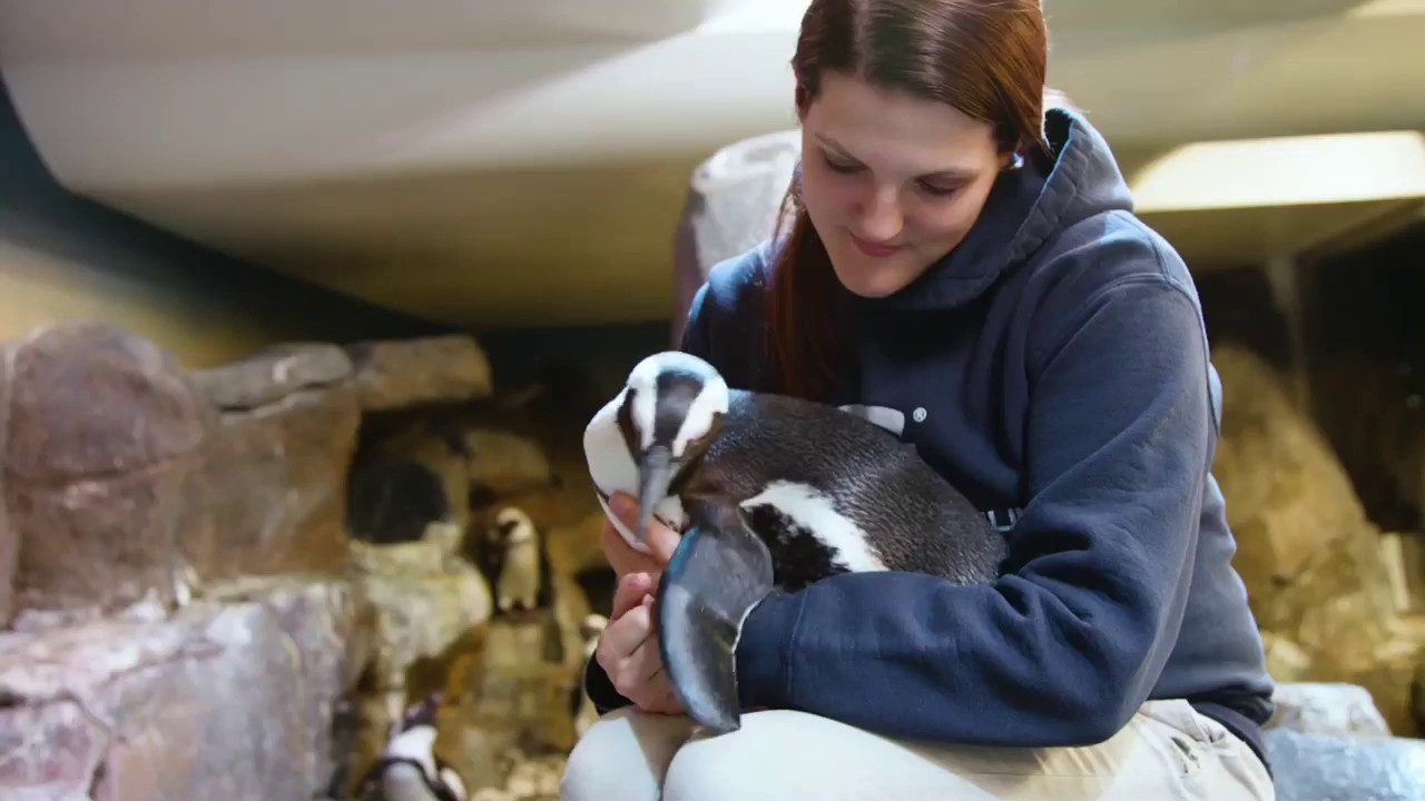 Fun African Penguin Facts!