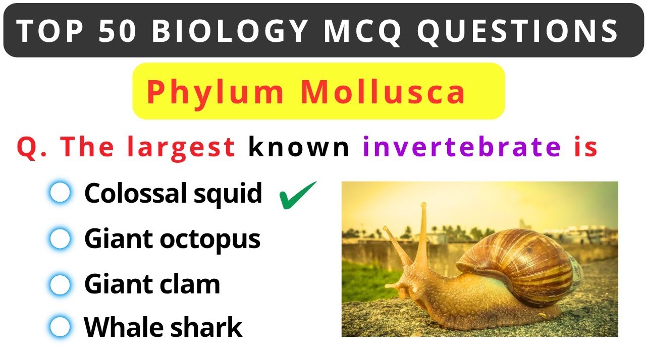 Top 50 Phylum Mollusca MCQ for Competitive Exams | Animal Kingdom MCQ for NEET