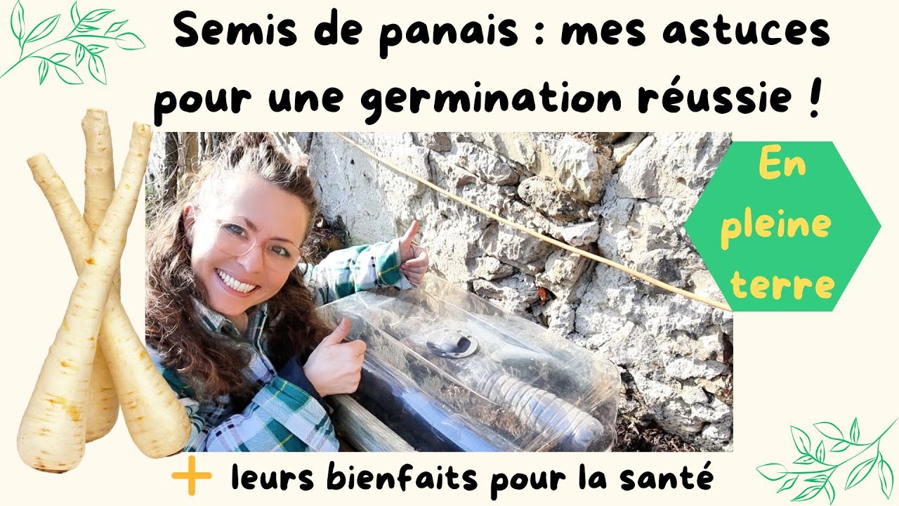 Semis de panais en pleine terre mes astuces pour une germination réussie #potager #semis #jardinage