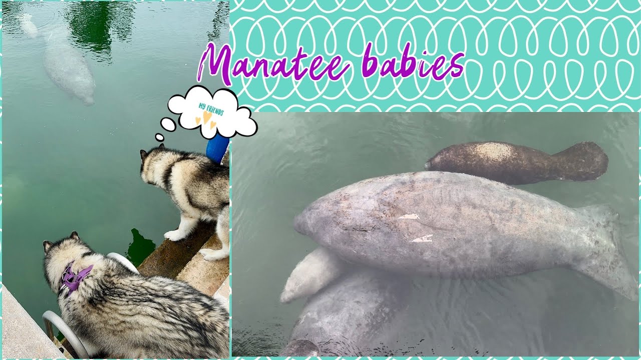Our manatee friends are back to hide from Hurricane Milton