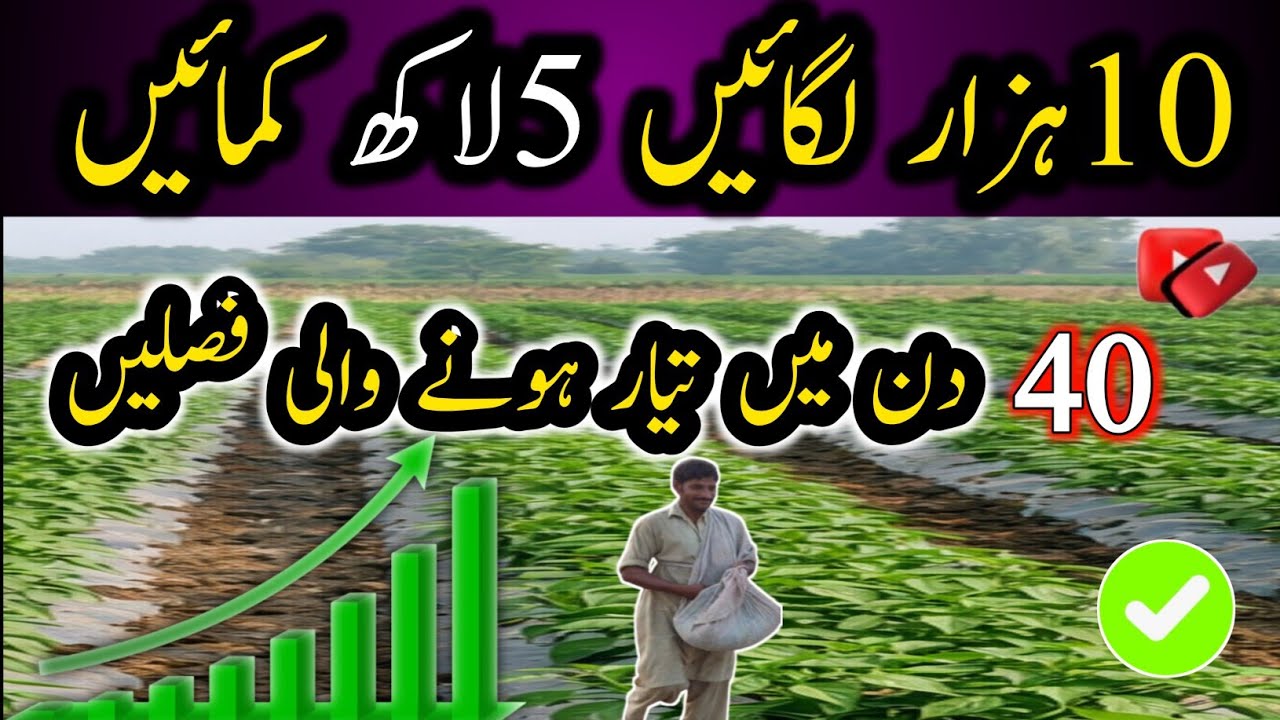 10ہزار لگائیں 5لاکھ کمائیں صرف 40دن میںInvest 10,000 and earn 5 lakhs, that too in just 40 days.