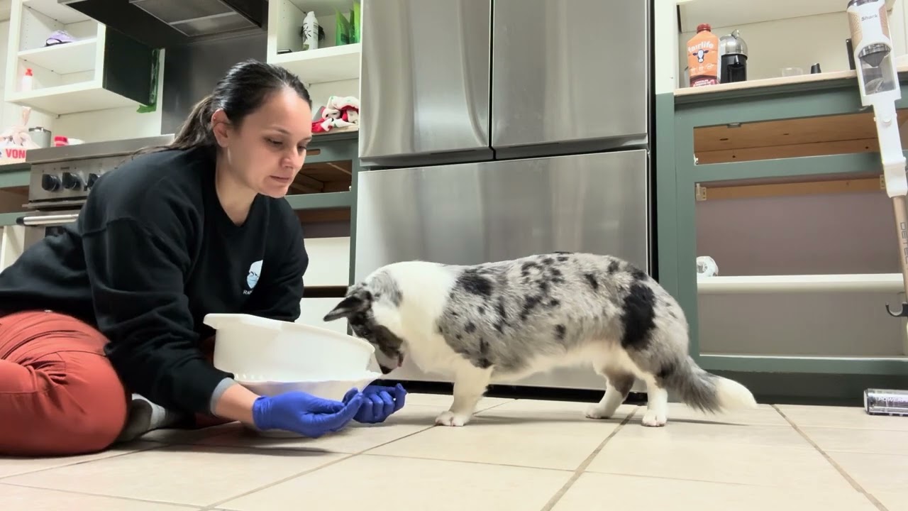 Baloo- intro to nosework: Week 1-4 