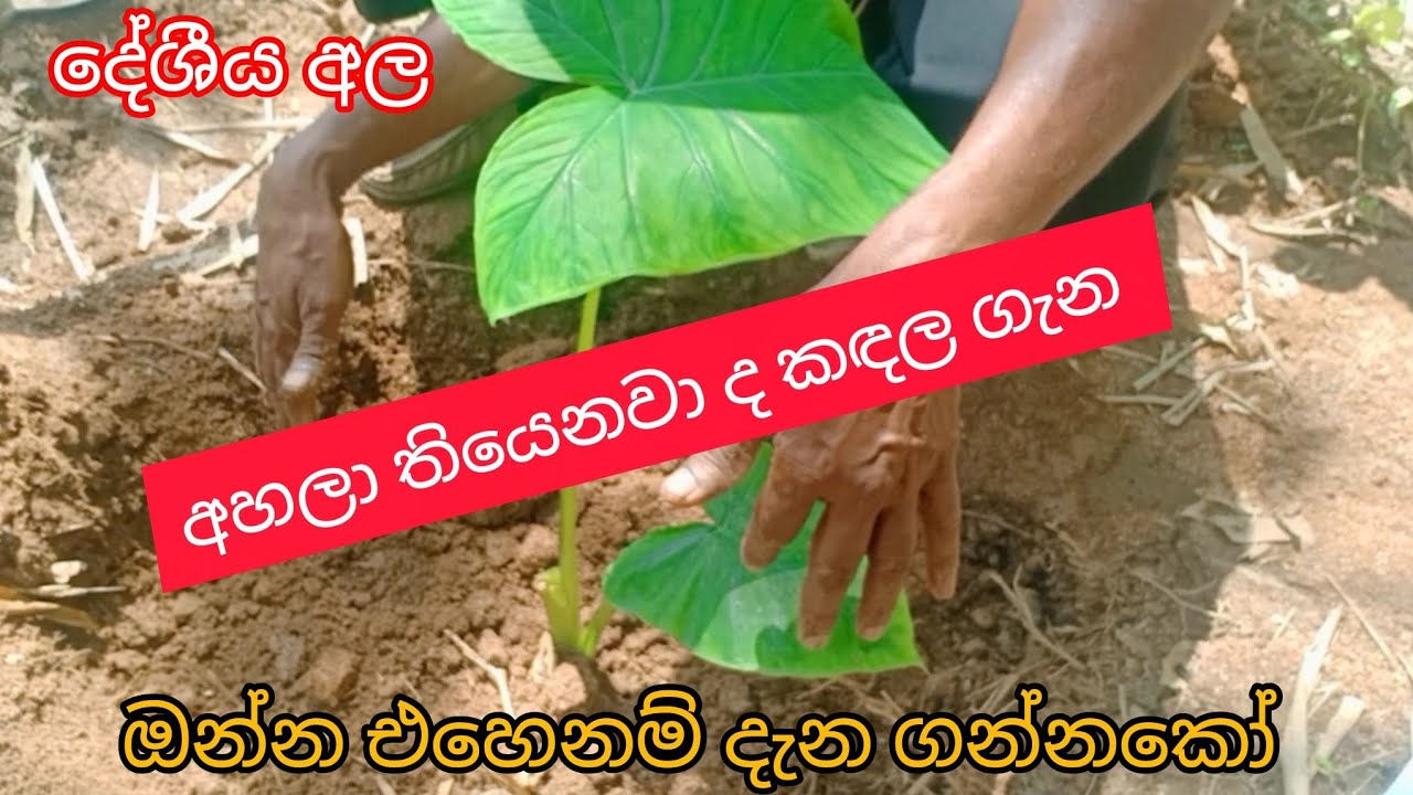 තවත් වටිනා දේශීය අල වර්ගයකි 'කඳල '