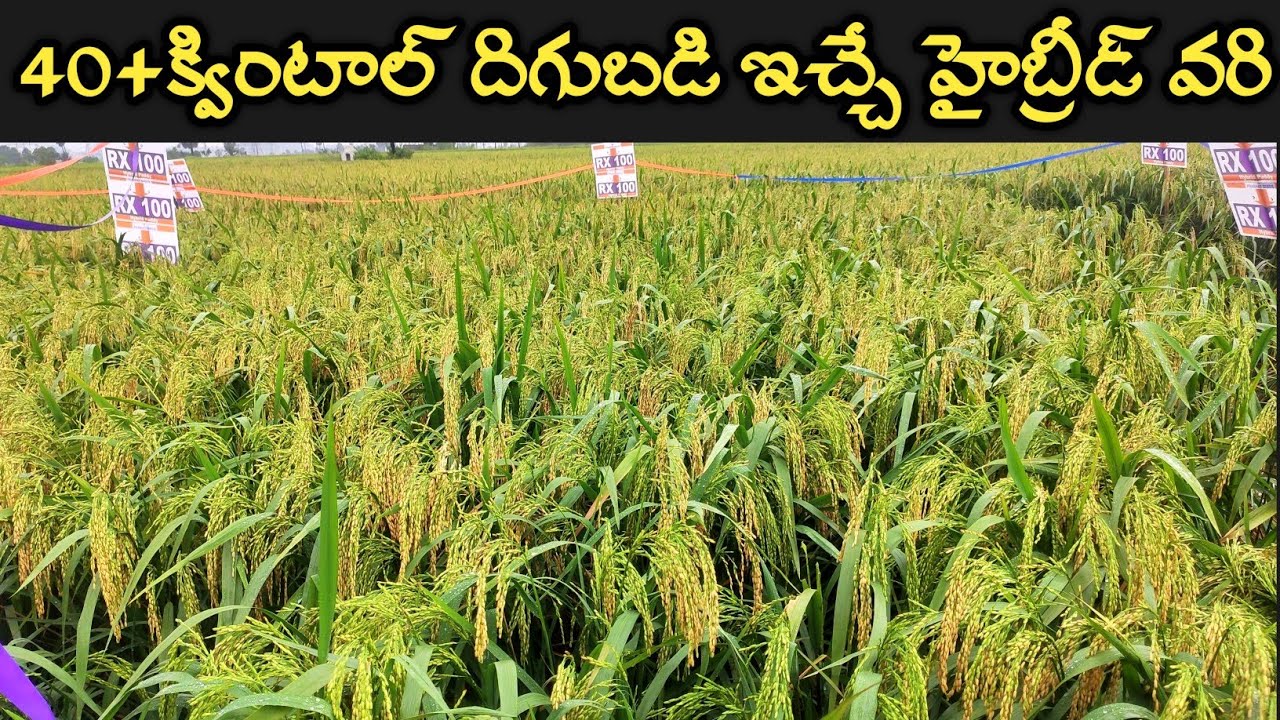 ఎకరానికి 42 క్వింటాల్ దిగుబడి ఇచ్చే హైబ్రీడ్ వరి|విత్తనాల కోసం కాల్ 8919313211  Rx 100 paddy seeds