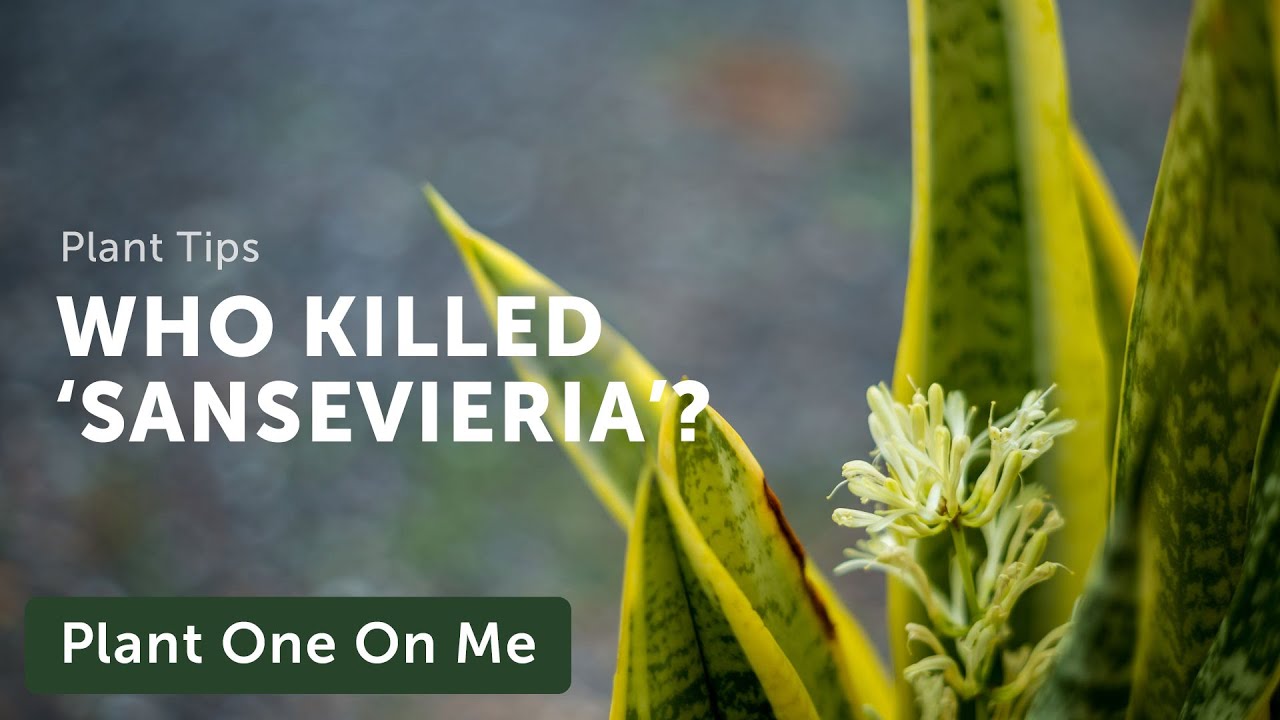 Why Did 'Sansevieria' Get Reclassified as 'Dracaena'? — Ep. 180
