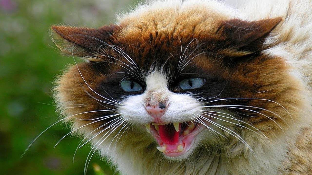 ANGRY CATS HISS AND GROWL! Compilation