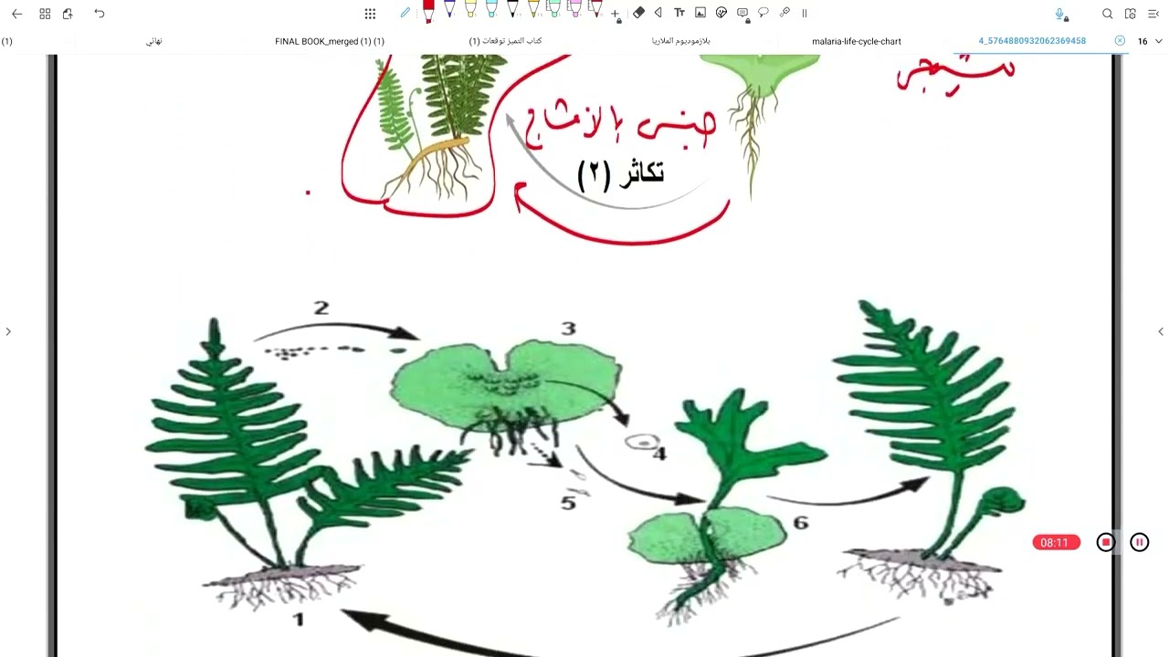 شرح السراخس بكل الأفكار والتريكات | دكتور محمد خالد زغلول
