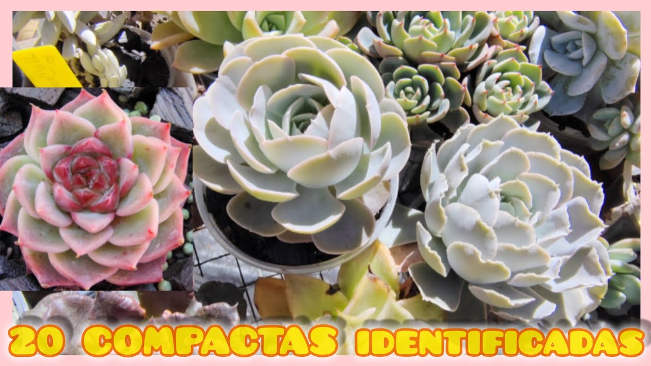 Direto da ESTUFA PARTICULAR SUCULENTAS diversas