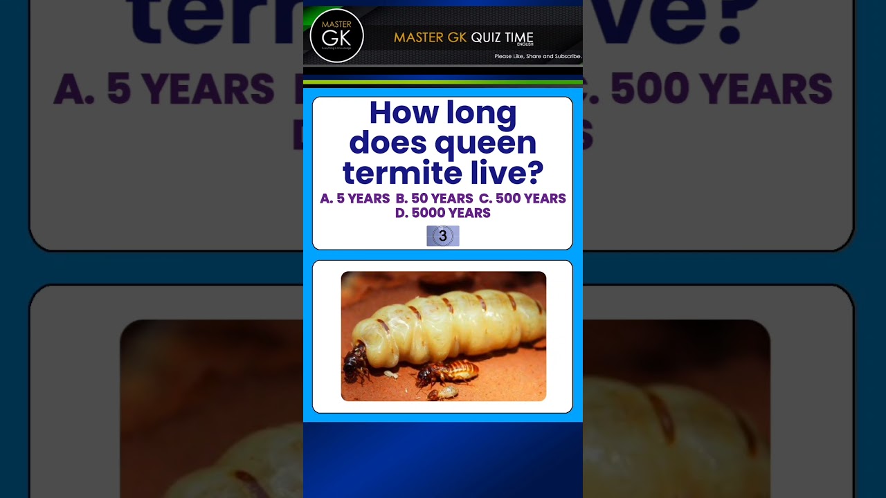 GK QUIZ Questions Trivia. How long does queen terminate live? GK QUIZ Master GK QUIZ Questions Quiz