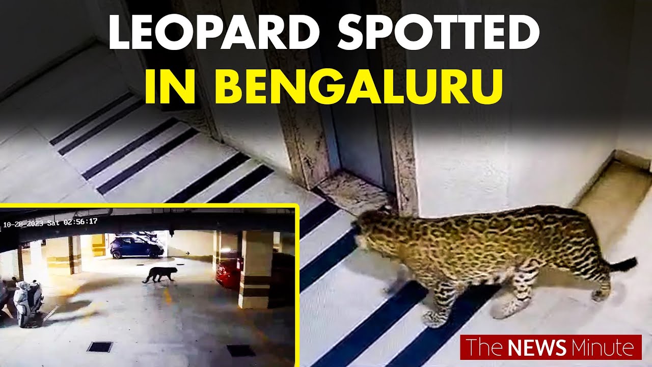 Leopard spotted in Bengaluru residential area
