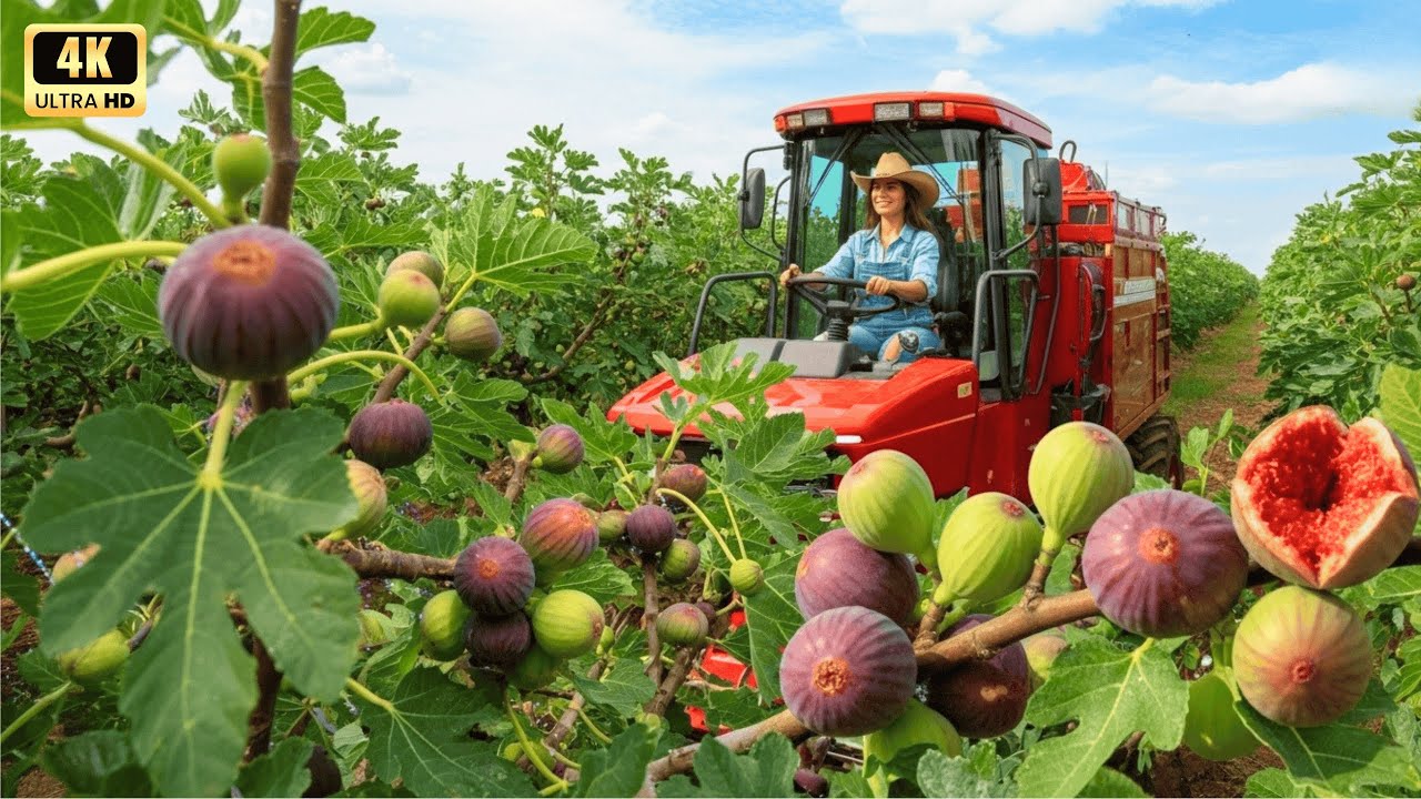 How Farmers Harvest Millions of Tons of Fruits and Vegetables | Agriculture Documentary #8