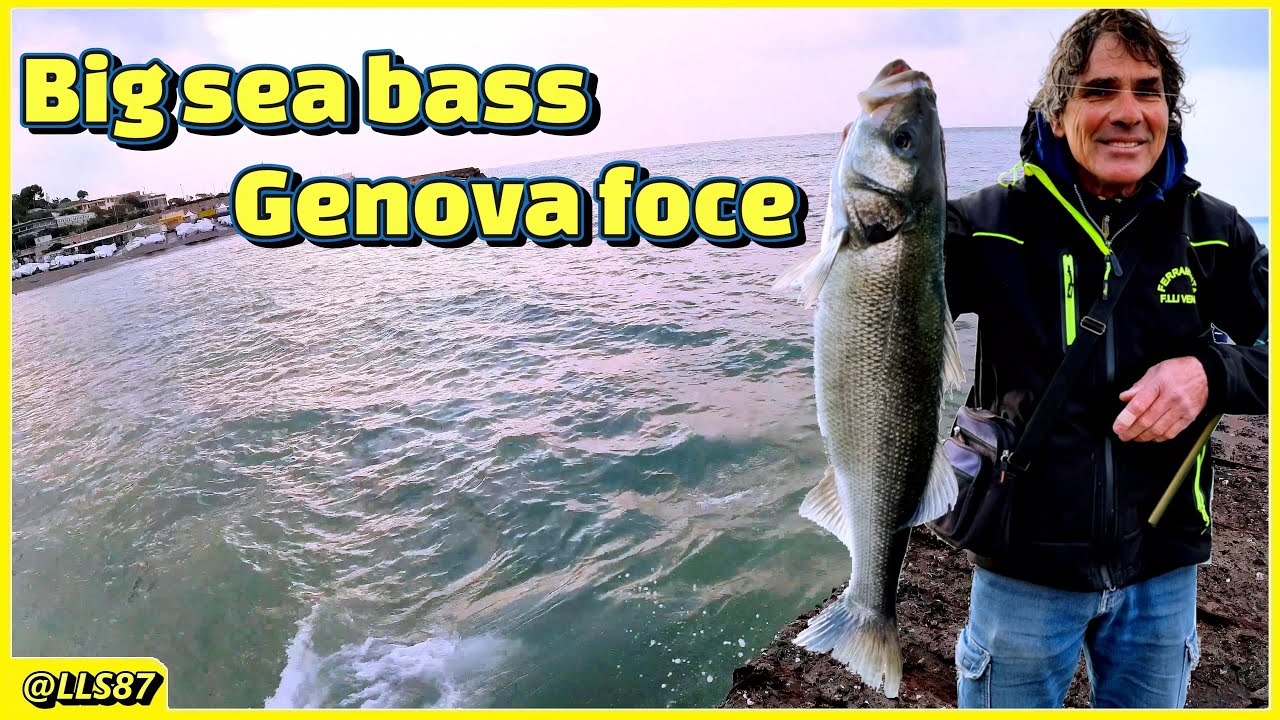 Big sea bass 5 kg Genova foce