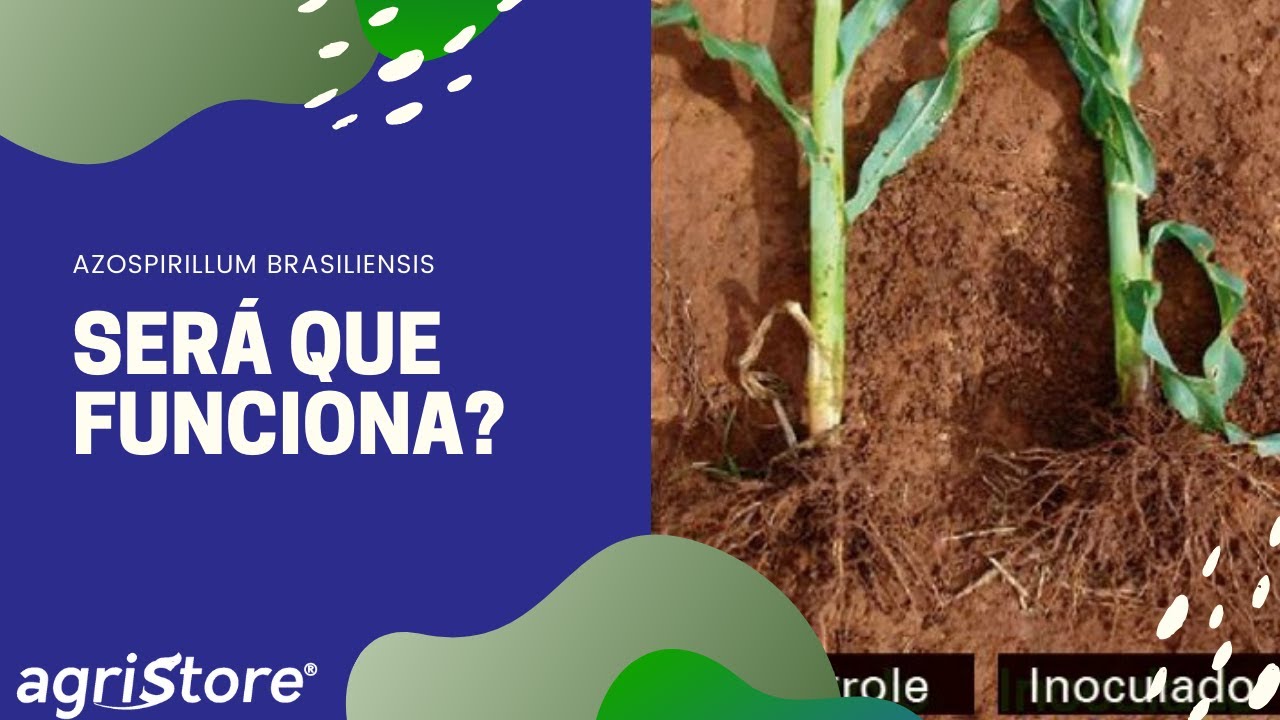 Tudo o que você precisa saber sobre Azospirillum brasiliensis
