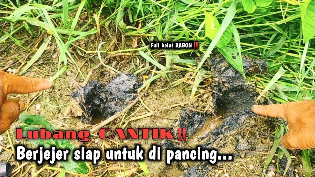 YANG DI NANTI‼️TAMBAK IKAN SURUT WAKTUNYA PANEN BELUT